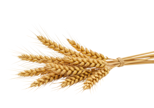 Golden ripe wheat ears, visible kernels, slender stalks, transparent seamless backdrop, copy space, soft studio light, shallow depth of field, natural food ingredient concept