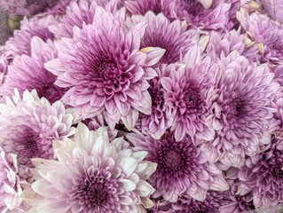 Close up on purple florist's chrysanthemum (Chrysanthemum × morifolium)