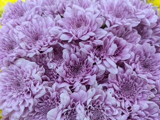 Close up on purple florist's chrysanthemum (Chrysanthemum × morifolium)