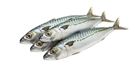Three whole fresh Mackerel fish, vibrant iridescent scales and glistening eyes, stacked on a transparent background with copy space, fresh seafood and healthy eating concept