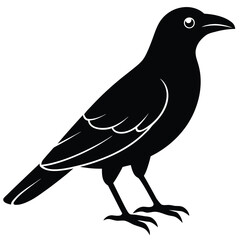 black crow silhouette vector illustration