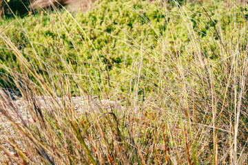 close up of native australian grasses in wetlands