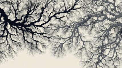 Obraz premium An intricate network of tree branches arching densely with twigs and leaves against a plain light background.