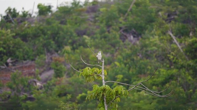 Black-winged kite (Elanus caeruleus) or black-shouldered kite perched on a tree branch against a lush foliage background. White bird standing on tree top