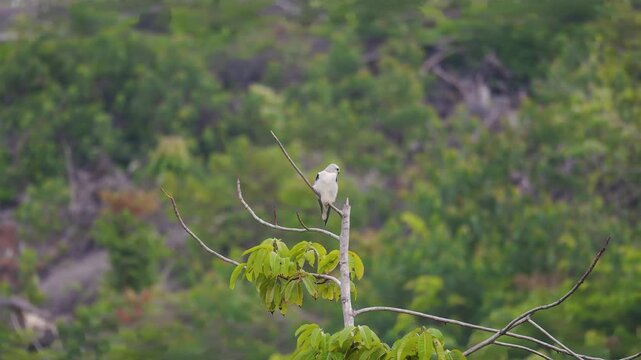 Black-winged kite (Elanus caeruleus) or black-shouldered kite perched on a tree branch against a lush foliage background. White bird standing on tree top