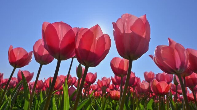 Bl&uuml;hende Tulpen (Tulipa), rot, blauer, Himmel, Sonne, Fr&uuml;hling, S&uuml;dholland, Niederlande, Europa