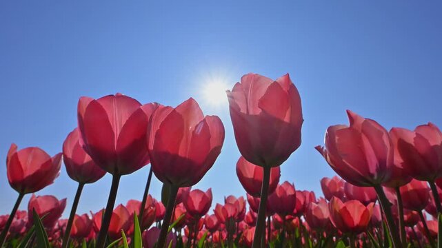 Bl&uuml;hende Tulpen (Tulipa), rot, blauer, Himmel, Sonne, Fr&uuml;hling, S&uuml;dholland, Niederlande, Europa