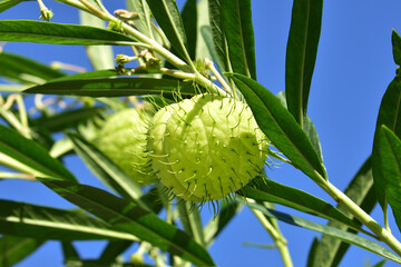 フウセントウワタの果実