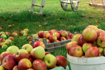 In the grass under a tree stands a box and buckets filled with fresh apples. The harvest is being collected in the fall.