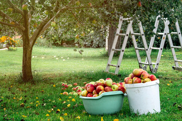 In the grass under a tree stand two buckets filled with fresh apples. The harvest is in the fall.