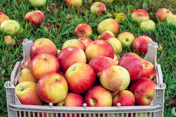 In the grass under a tree stands a box filled with fresh apples. The harvest is in the fall.