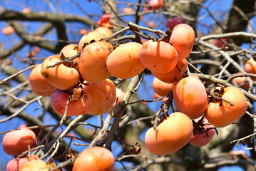 木になるカキの実