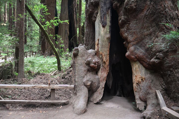 hollow redwood tree