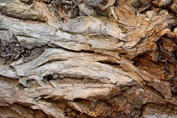 Rough Tree Bark Texture. Natural rough tree bark closeup texture, ideal for eco backgrounds, rustic overlays, and organic designs.