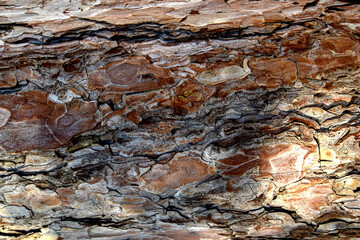 Rough Stone Bark Texture. High-resolution rough stone-like bark texture, perfect for natural backgrounds, rustic overlays, and eco designs.