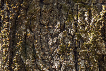 Rough tree bark vertical close-up. Natural vertical close-up of dark rough tree bark, detailed organic wooden background.