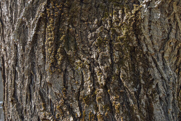 Brown tree bark close-up texture. Detailed brown tree bark texture with natural cracks and rough patterns, perfect for backgrounds and nature designs.