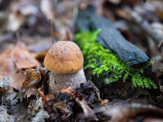 Edible mushroom Leccinum scabrum, kozák brezový, growing on forest floor among autumn leaves, close-up of boletus fungus in natural habitat.