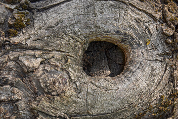 Old tree trunk with hollow texture. Close-up of aged tree trunk with hollow in the center, organic...
