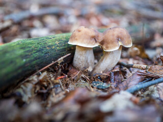 Two edible mushrooms Leccinum scabrum, kozák brezový, growing together by a mossy log on forest floor, close-up of boletus fungi in woodland habitat.