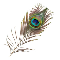 Perfectly preserved peacock feather, vibrant iridescent blue, green, brown 'eye' pattern, intricate texture, tilted diagonally on transparent background, no shadows, top-down, natural beauty concept