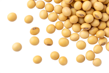 Pile of yellow soybeans scattered on a black background soy beans food