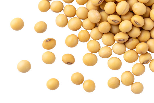 Pile of yellow soybeans scattered on a black background soy beans food