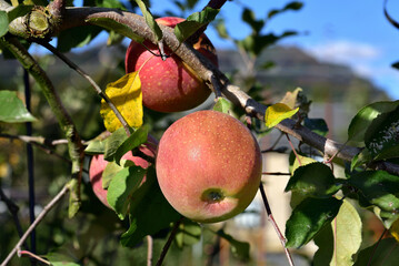 木になったリンゴ