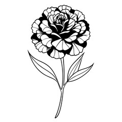 carnation flower line art on white background