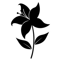 guernsey lily flower silhouette on white background