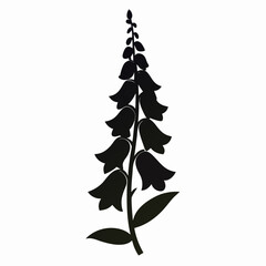 foxglove flower on white background