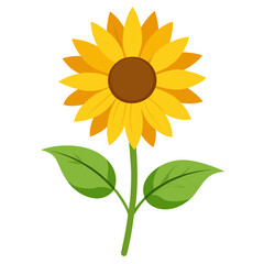helianthus flower on white background
