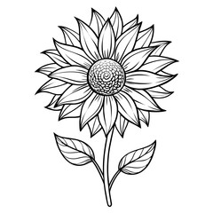 black flower isolated on white background