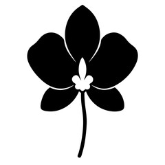 vector illustration of a moth orchid flower silhouette on white background