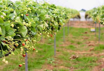 A central path leading through rows of strawberry plants with ripening fruit and white flowers inside a large polytunnel greenhouse, emphasizing agricultural scale.