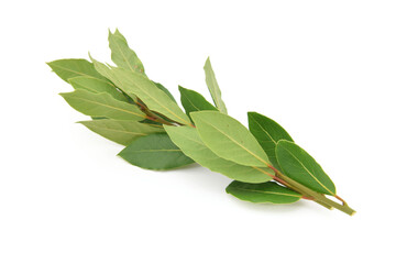 Fresh green natural bay leaves on twig isolated on white