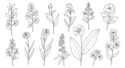 A delicate collection of hand-drawn botanical illustrations of wildflowers and sprigs.