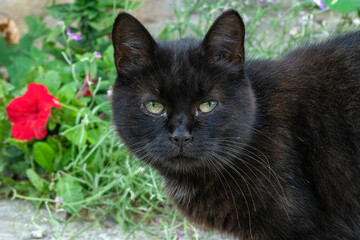 Close up of a black cat on the grass in the back yard, UK