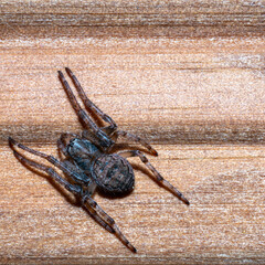 This is a close up image featuring a spider resting on a wooden surface