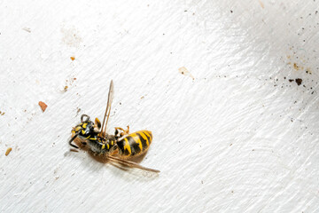 Dead wasp on a white background