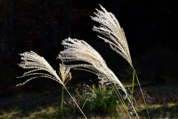ススキの穂
