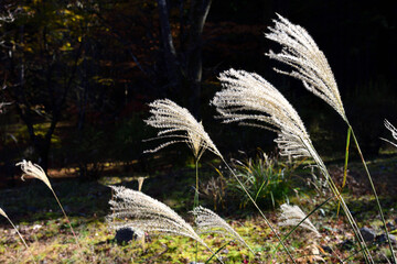 ススキの穂