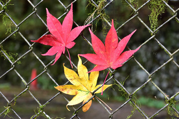 金網の上のもみじ