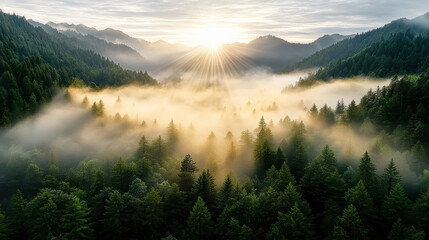 Majestic forest landscape with rolling fog at dawn, sunlight breaking through mountains