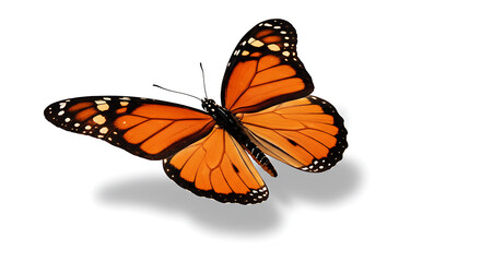Fototapeta premium Vibrant orange butterfly isolated on a clean white background with a subtle shadow, showcasing intricate wing patterns.