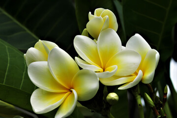 Close up of delicate white and yellow plumeria flowers blooming on a tree