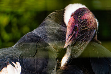 Californian condor, rare bird, endangered species in USA