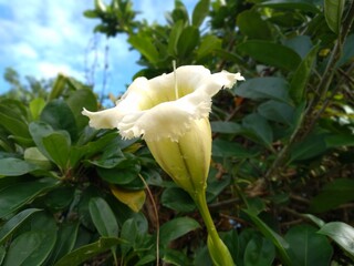 Close up of Solandra grandiflora flower, blooming in the garden, The Cup of gold vine, Solandra maxima, Chalice vine