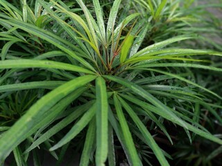 Osmoxylon lineare or Ararea plant or Miagos bush is a plant species from the Araliaceae family of the genus osmoxylon