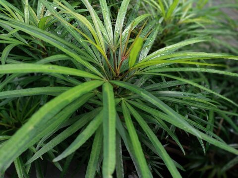 Osmoxylon lineare or Ararea plant or Miagos bush is a plant species from the Araliaceae family of the genus osmoxylon